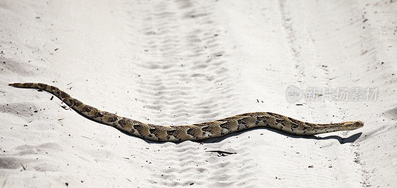 野生Puff adder (Bitis arietans):博茨瓦纳